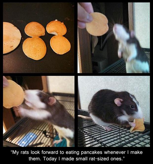 rat pancakes