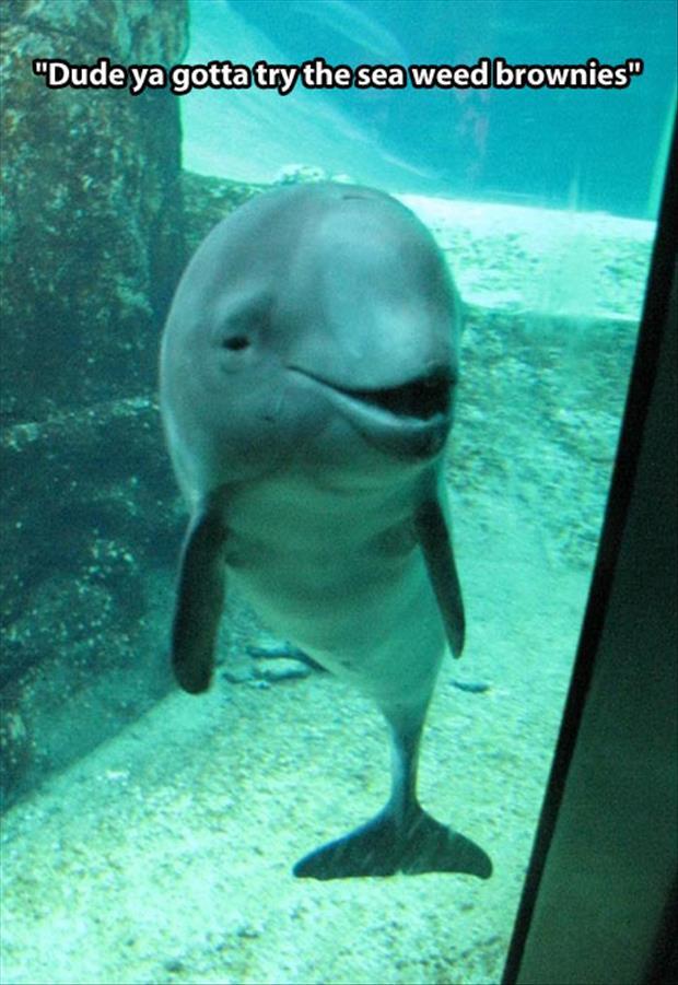 stoned dolphin