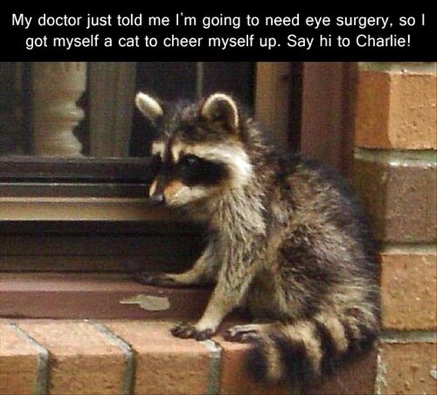 the baby raccoon