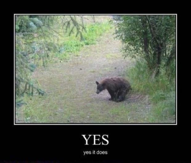 the bear shits in the woods