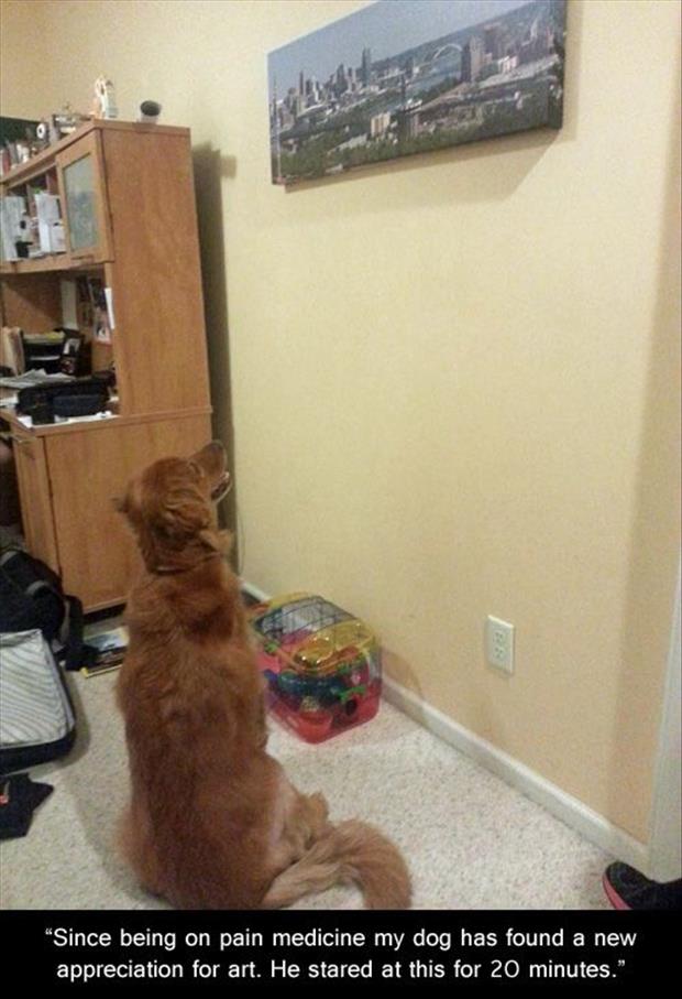 the dog loves art