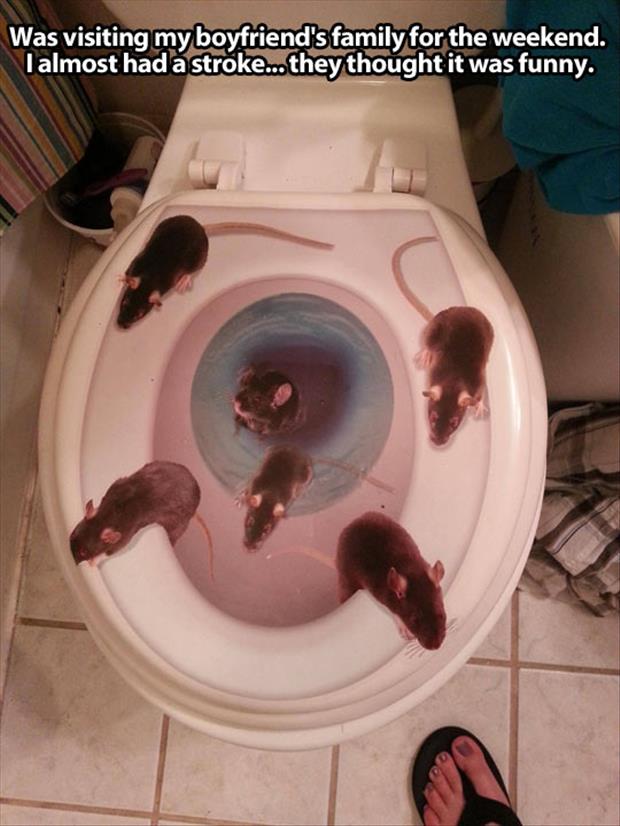 toilet seat covers