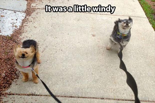 windy