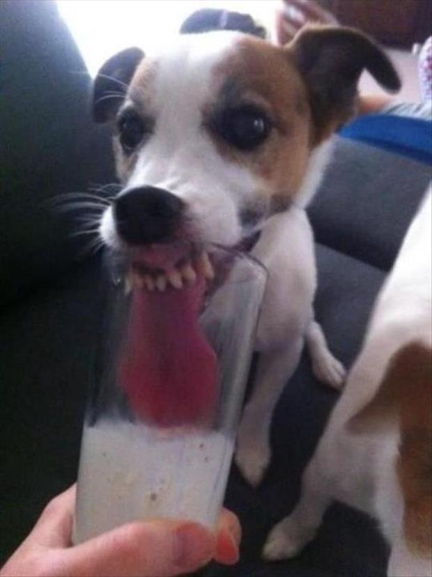 dog drinking
