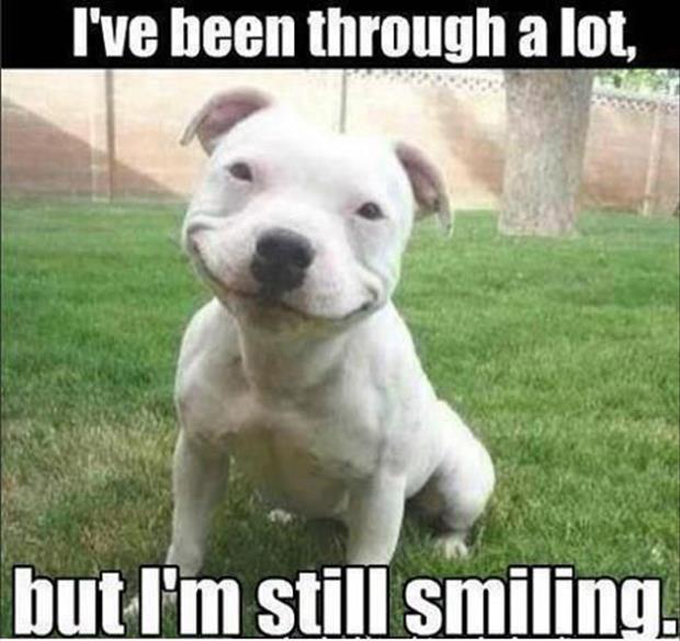 dog smiling