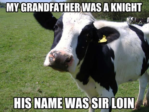 funny cow pictures