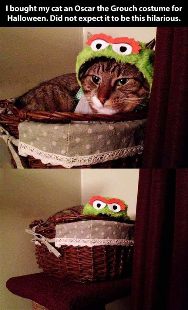 oscar-the-grouch-costume-funny-pictures.jpg