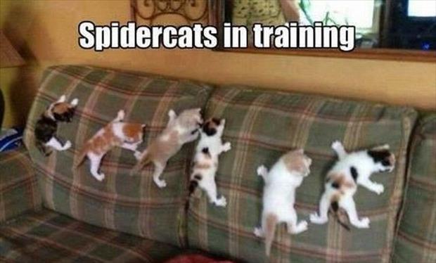spider cats