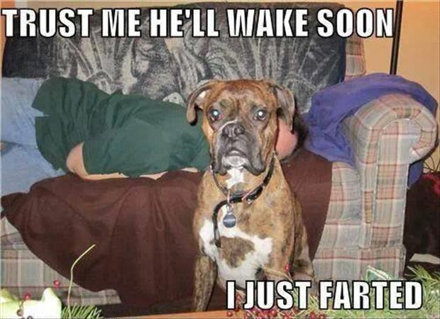 dog-farting-funny.jpg