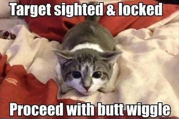 funny-cat-butt-wiggle.jpg