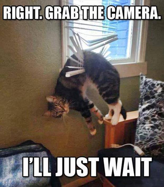 grab-the-camera-the-cat-will-wait.jpg