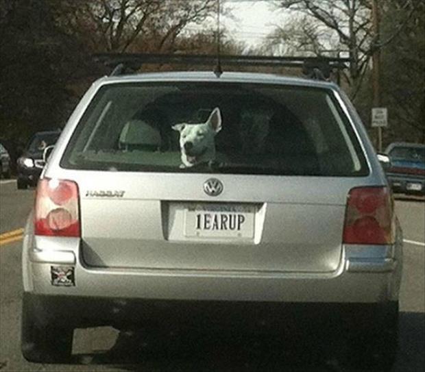 funny license plates (34)