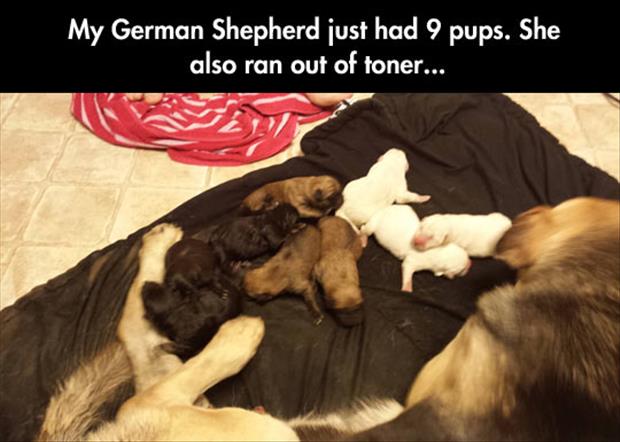 german-shepard-puppies.jpg
