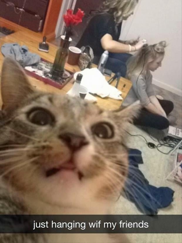 if cats took selfies (1)
