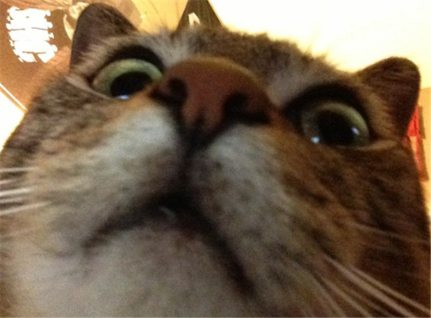 if cats took selfies (1)