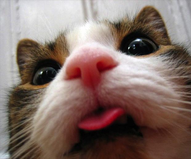 if cats took selfies (10)