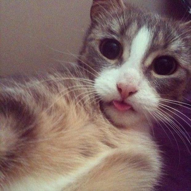 if cats took selfies (11)