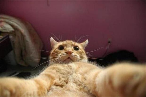 if cats took selfies (12)