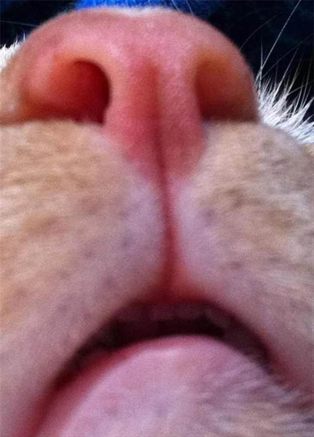 if cats took selfies (13)
