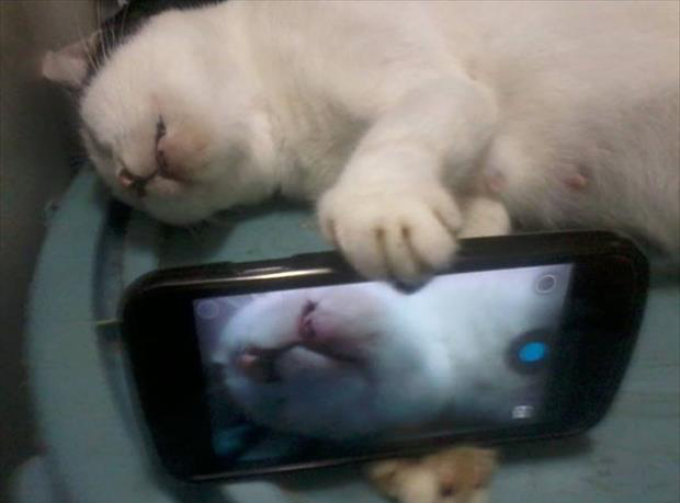 if cats took selfies (21)