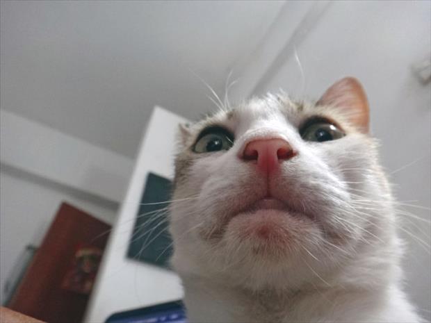 if cats took selfies (23)