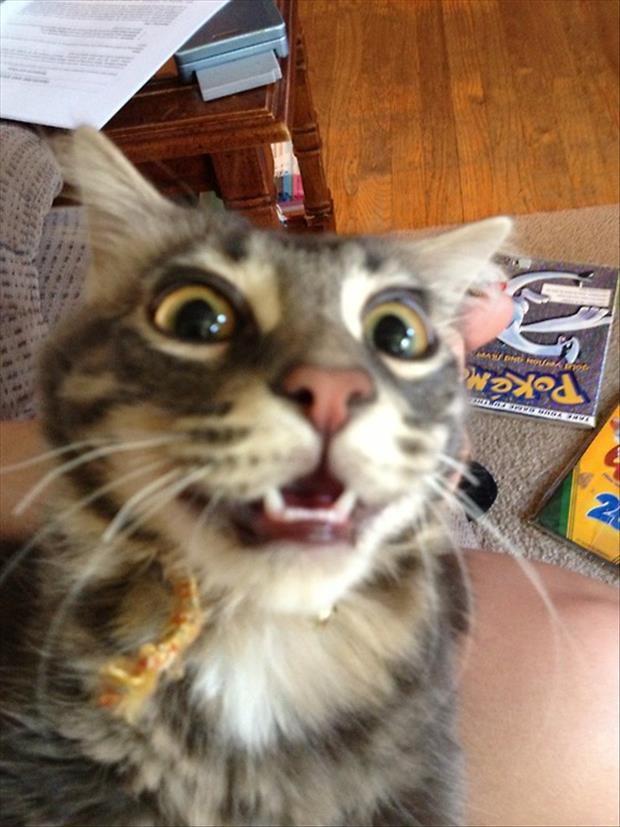 if cats took selfies (27)