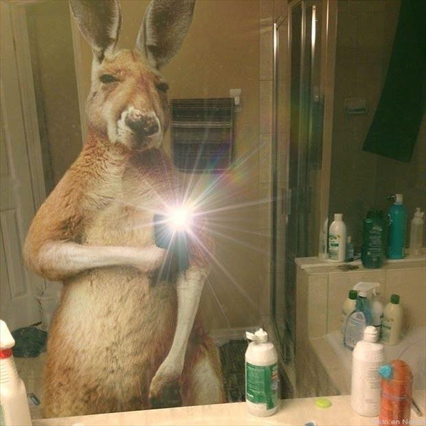 animal selfies (10)