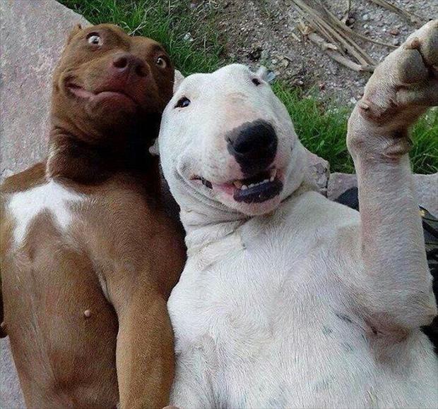 animal selfies (20)