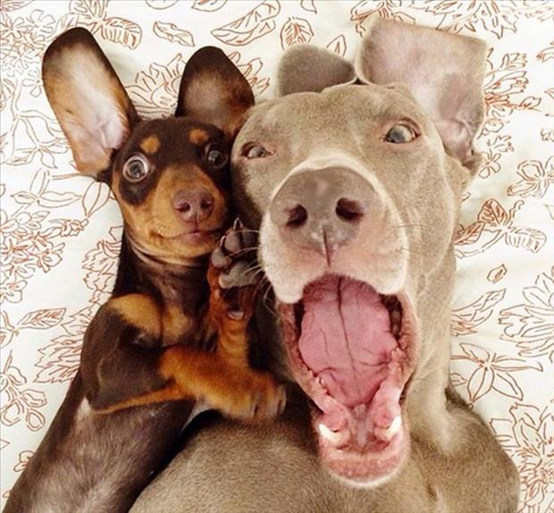 animal selfies (6)