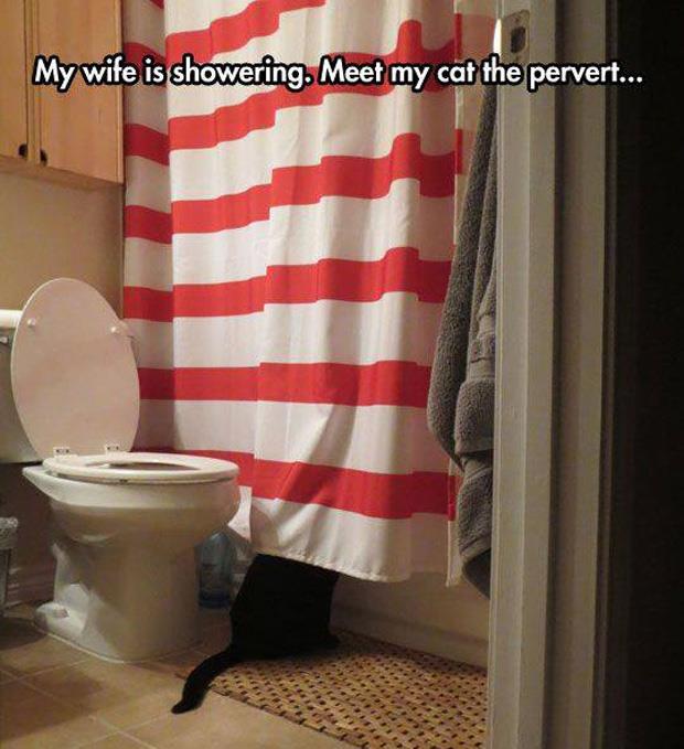 cat the pervert