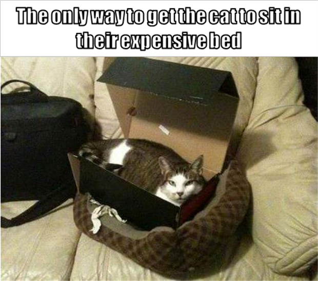 cats love boxes (1)