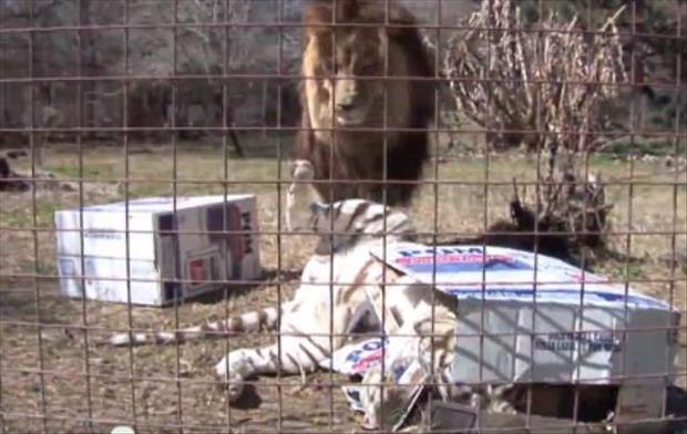 cats love boxes (22)