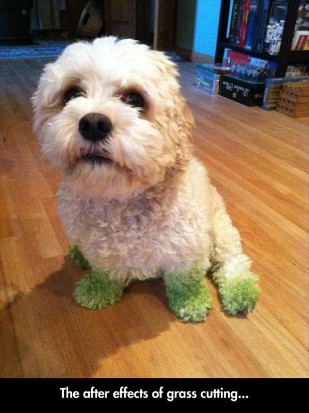 cutting grass funny dog