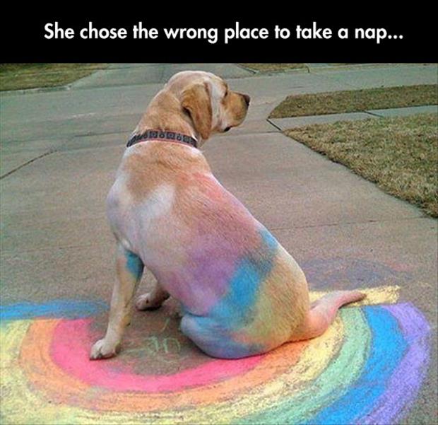 dog naps on a rainbow