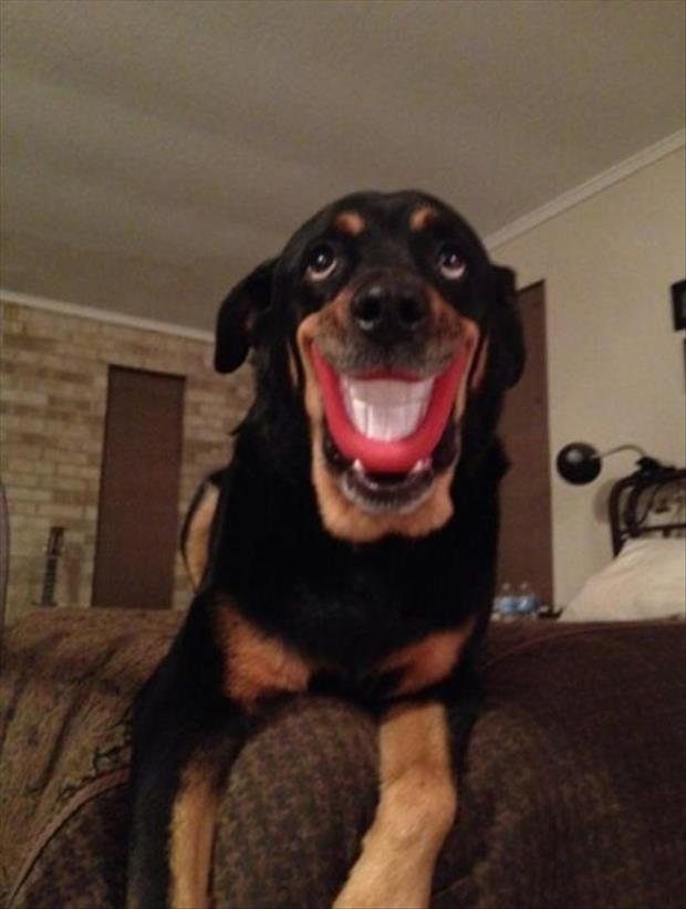 dog with ball in his mouth