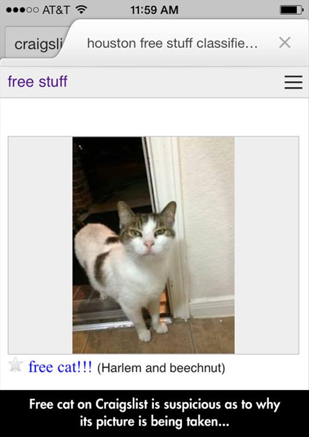 free cats