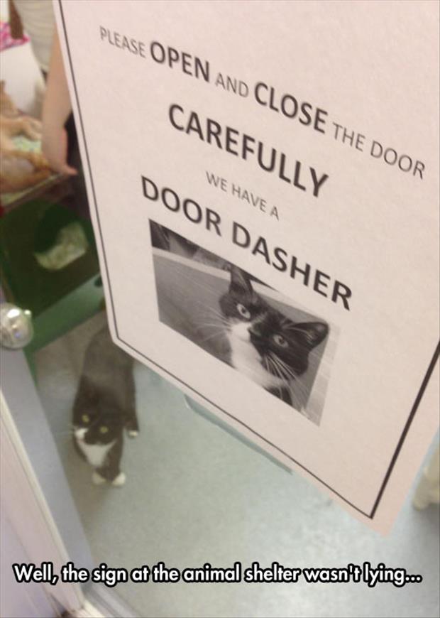 funny cat signs