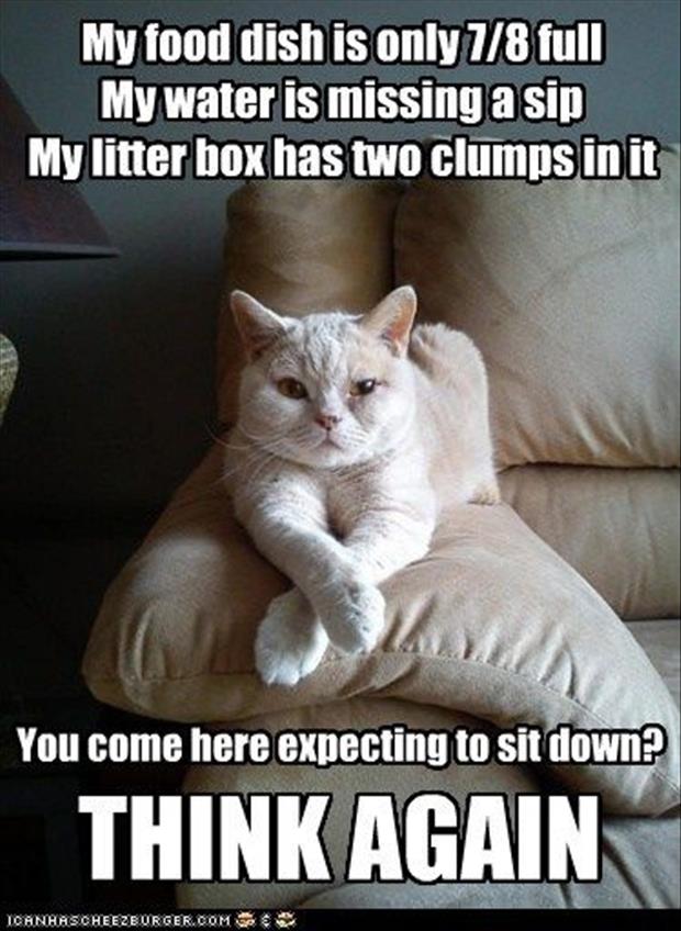 funny cats (24)