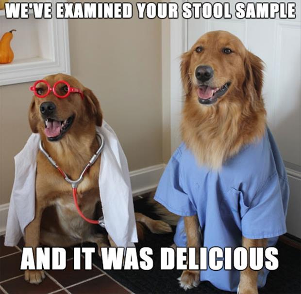 funny dog stool sample