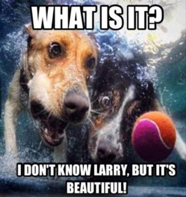 funny dogs (10)