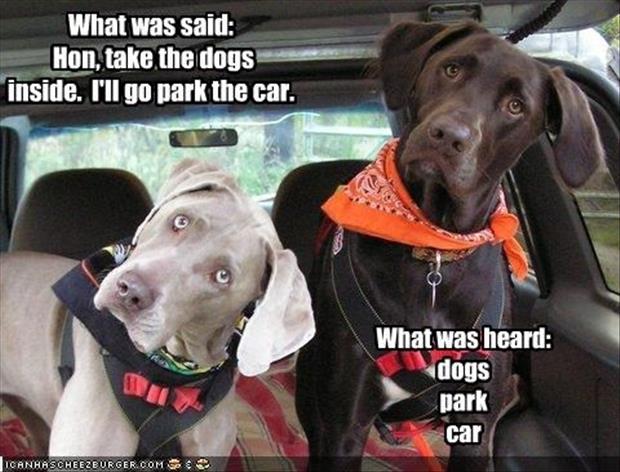 funny dogs (15)