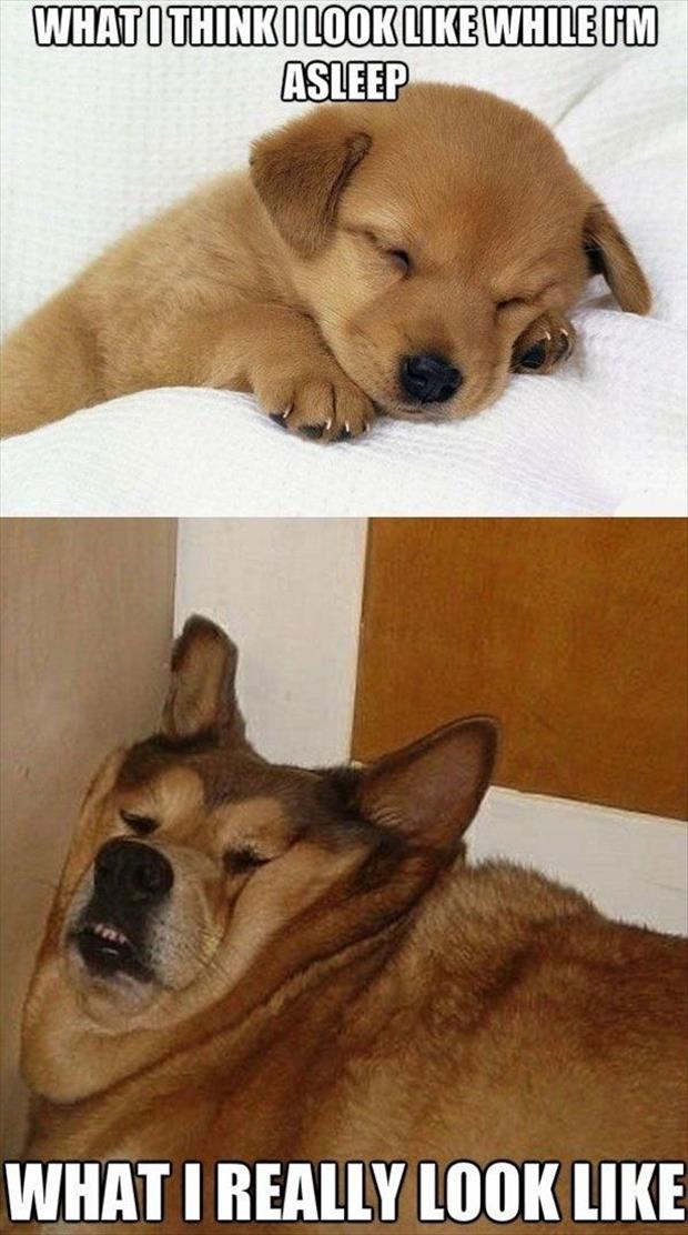 funny dogs (22)