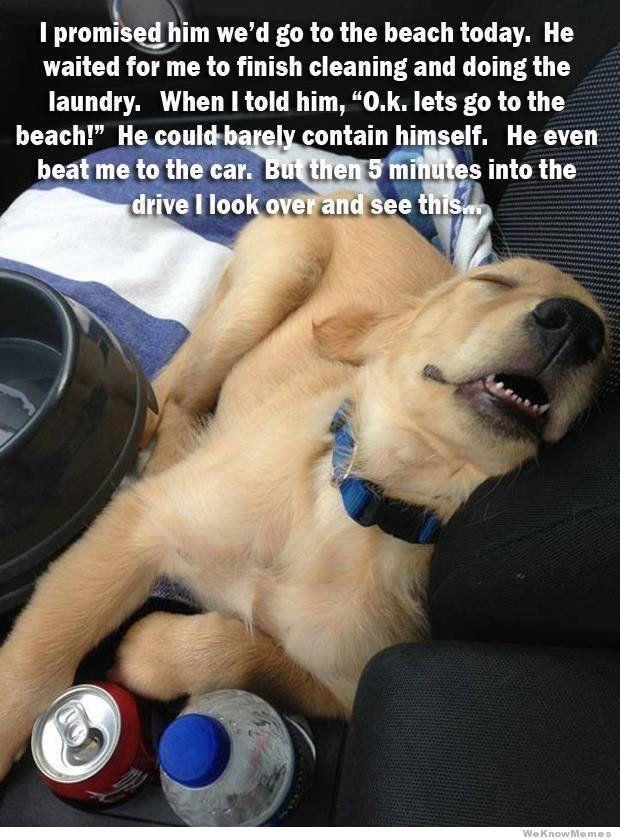 funny dogs (31)