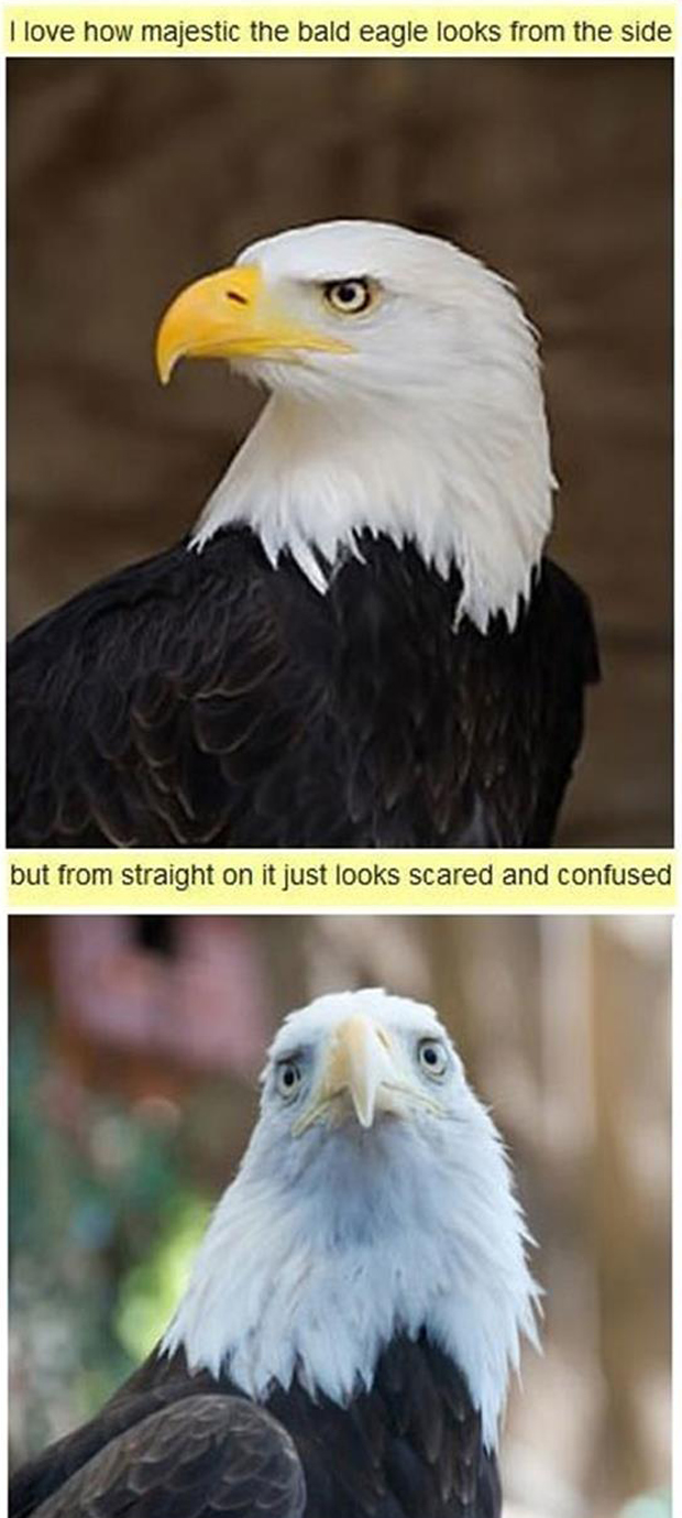 funny eagle