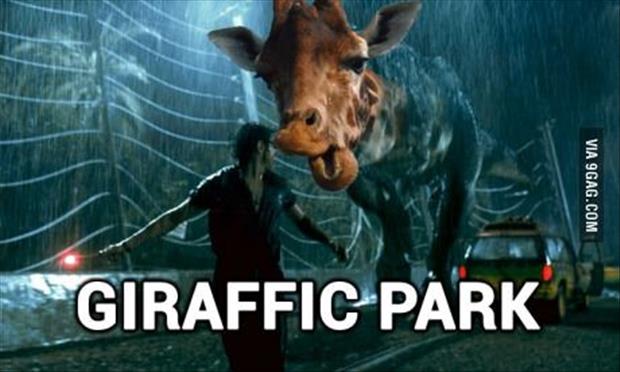 funny giraffes