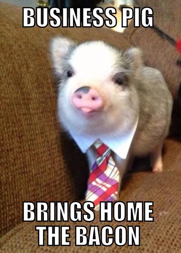 funny pig brings home the bacon