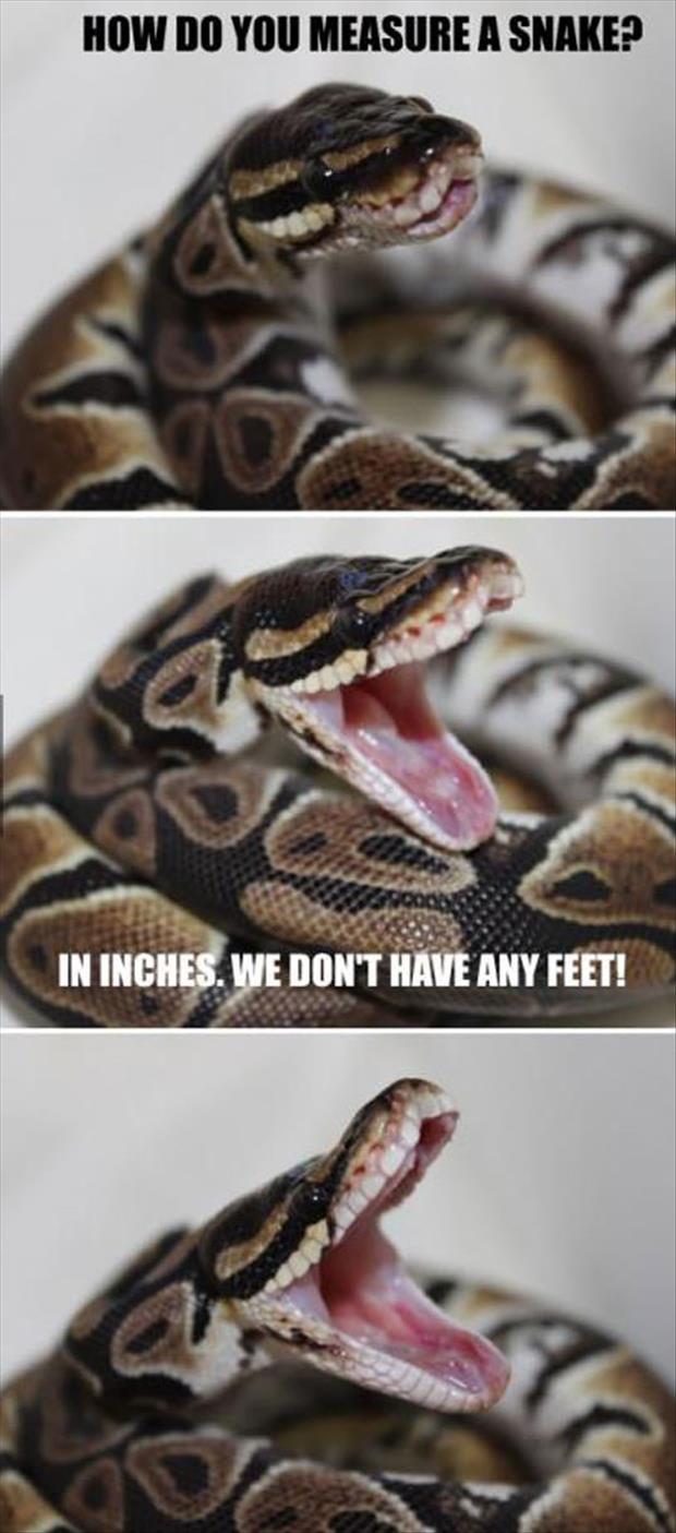 funny snake meme
