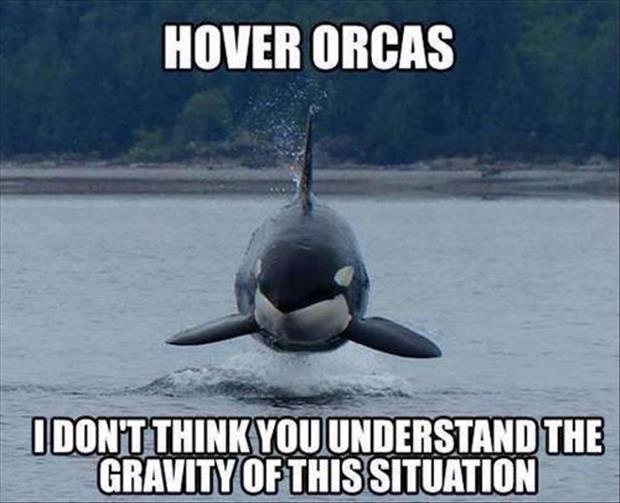 hover orcas