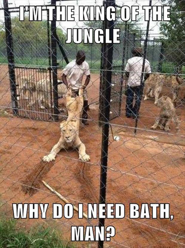 king of the jungle