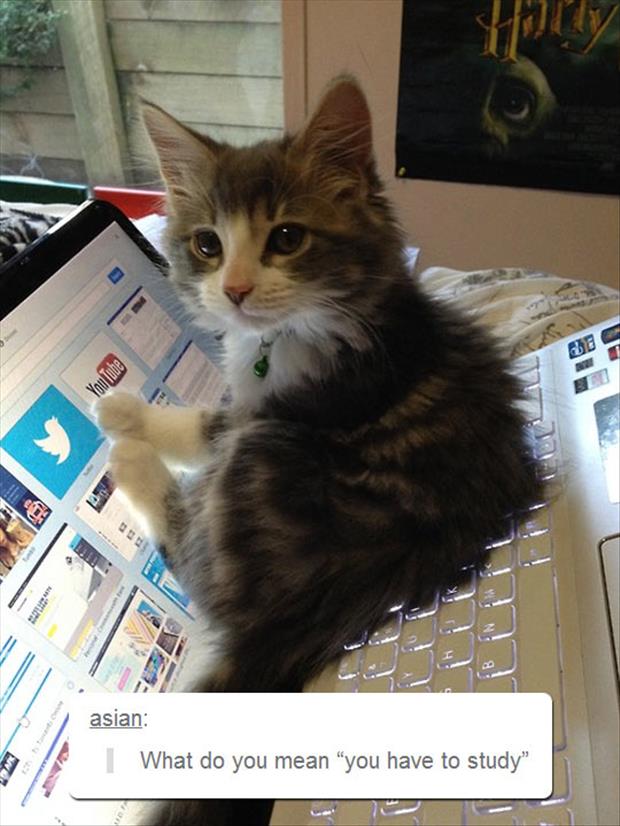 kitten wants to know why you need to study